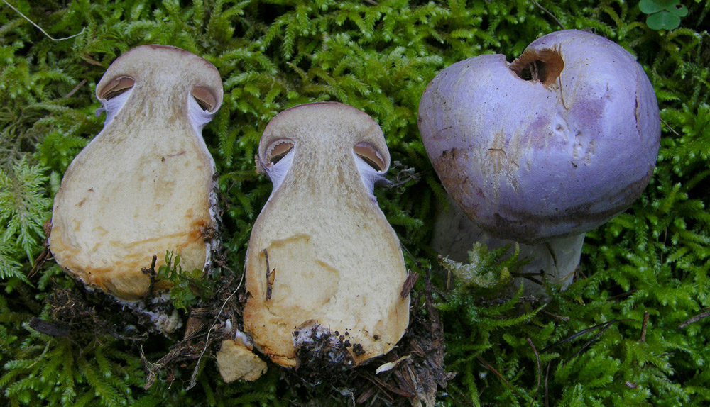 Quando i Cortinarius 